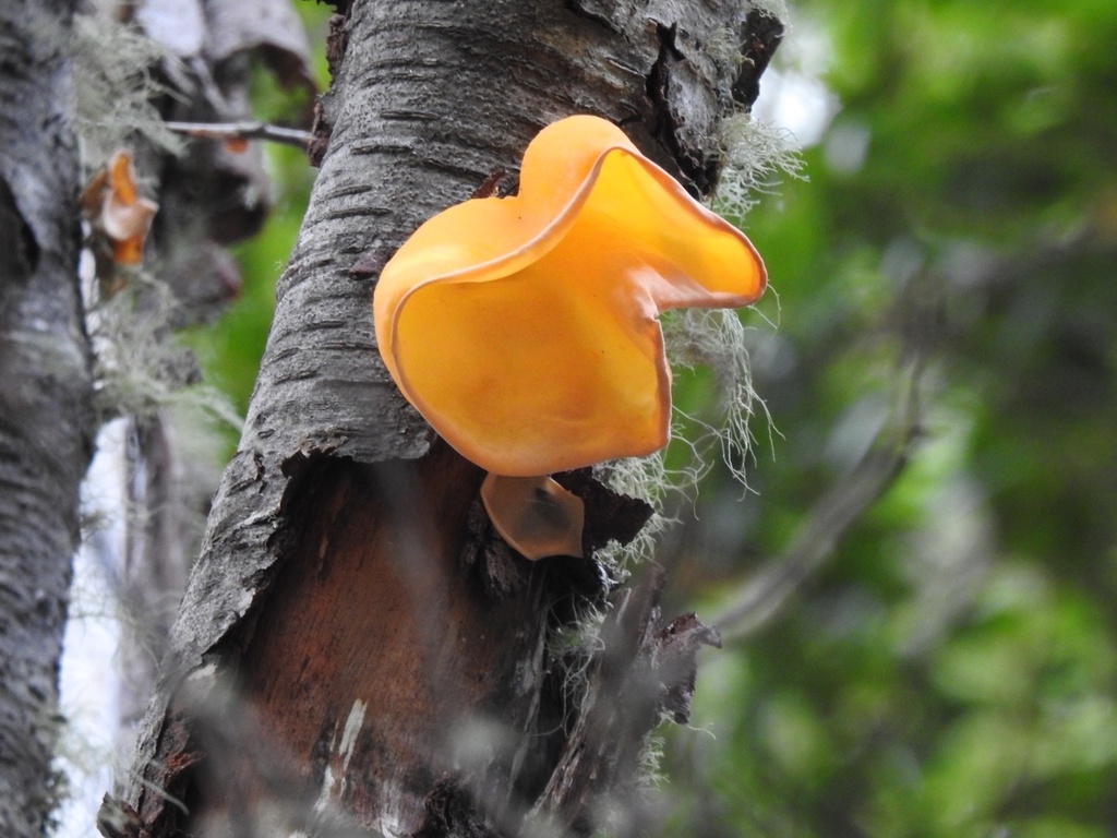 Gloeosoma vitellinum · September 2023 · photo: © irene_mv (iNaturalist, cc-by)