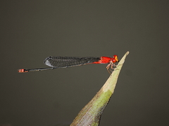 Pseudagrion pilidorsum declaratum
