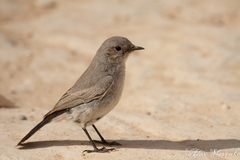 Blackstart photo 3