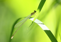 Pseudagrion pilidorsum declaratum