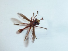 Physocephala burgessi