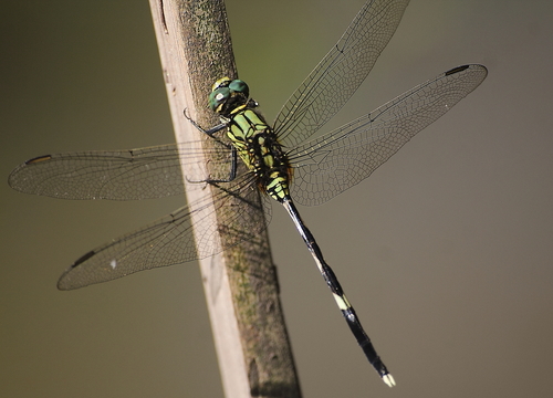 Slender Skimmer, photo 4 of 10