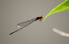 Pseudagrion pilidorsum declaratum
