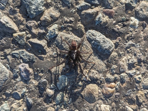 Pacific Foldingdoor Spider photo 4