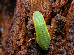 Ledromorpha