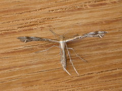 Stangeia xerodes