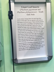 Phylliini