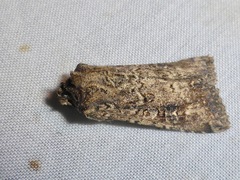 Ichneutica morosa