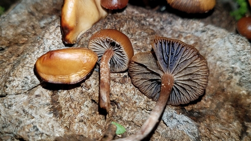 dung-loving Deconica