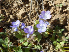 Phacelia divaricata