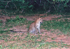 Panthera pardus kotiya