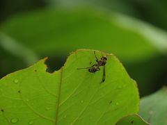 Polistes stigma townsvillensis