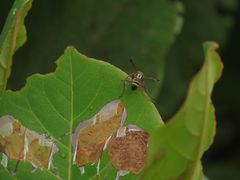Polistes stigma townsvillensis
