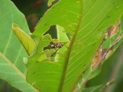 Polistes stigma townsvillensis