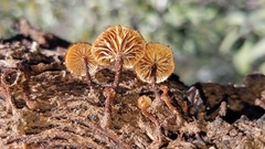 Tubariaceae