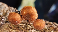 Tubariaceae