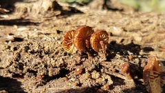 Tubariaceae