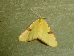 Epiphryne xanthaspis