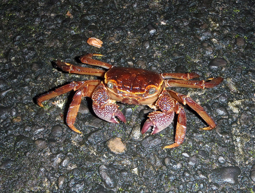 Sesarmops imperator