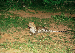 Panthera pardus kotiya