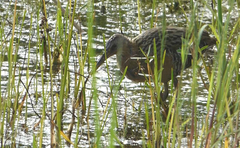 Rallus elegans × crepitans