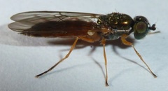 Sargus bipunctatus
