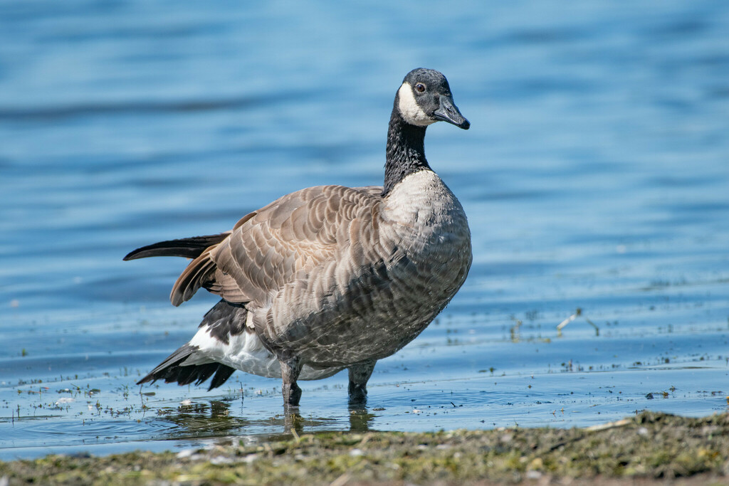 Canada Goose from Burnaby, BC, Canada on September 8, 2023 at 12:04 PM ...