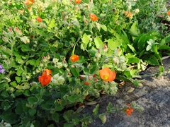 Sphaeralcea lindheimeri
