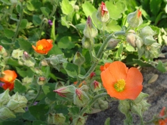 Sphaeralcea lindheimeri