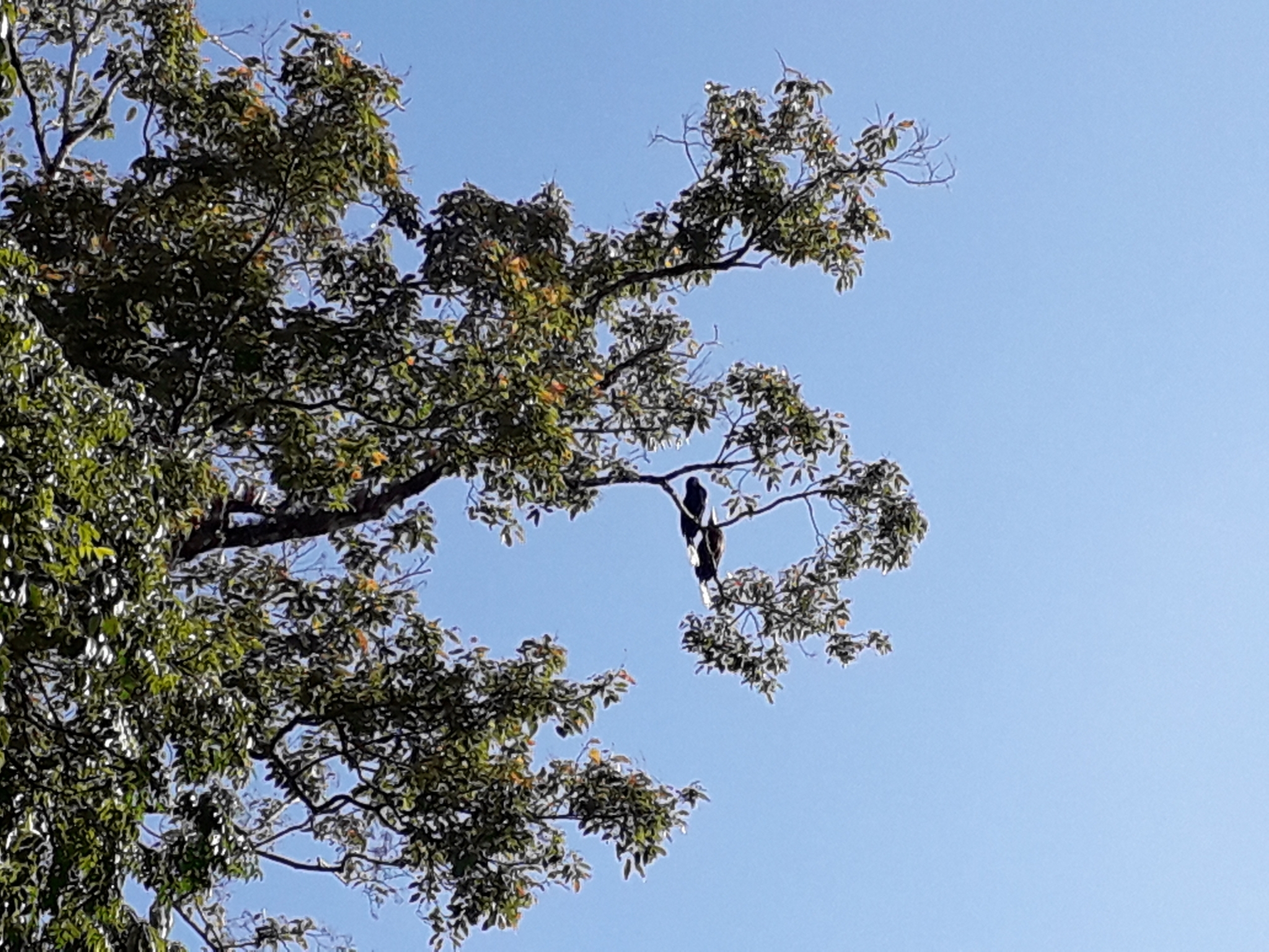 Rufous-necked Hornbill