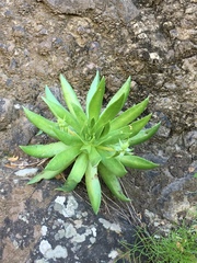 Dudleya candelabrum