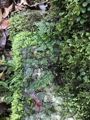 Asplenium tripteropus