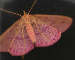 Eumelea stipata