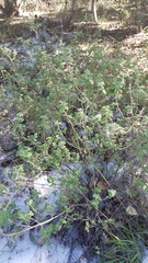 Clinopodium chandleri