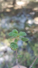 Clinopodium chandleri