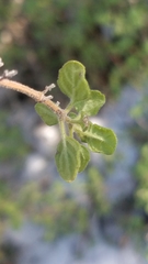 Clinopodium chandleri