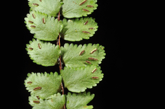 Asplenium tripteropus