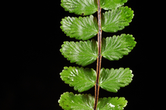 Asplenium tripteropus
