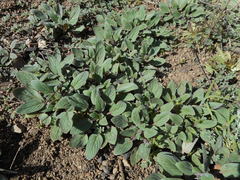 Phacelia phacelioides