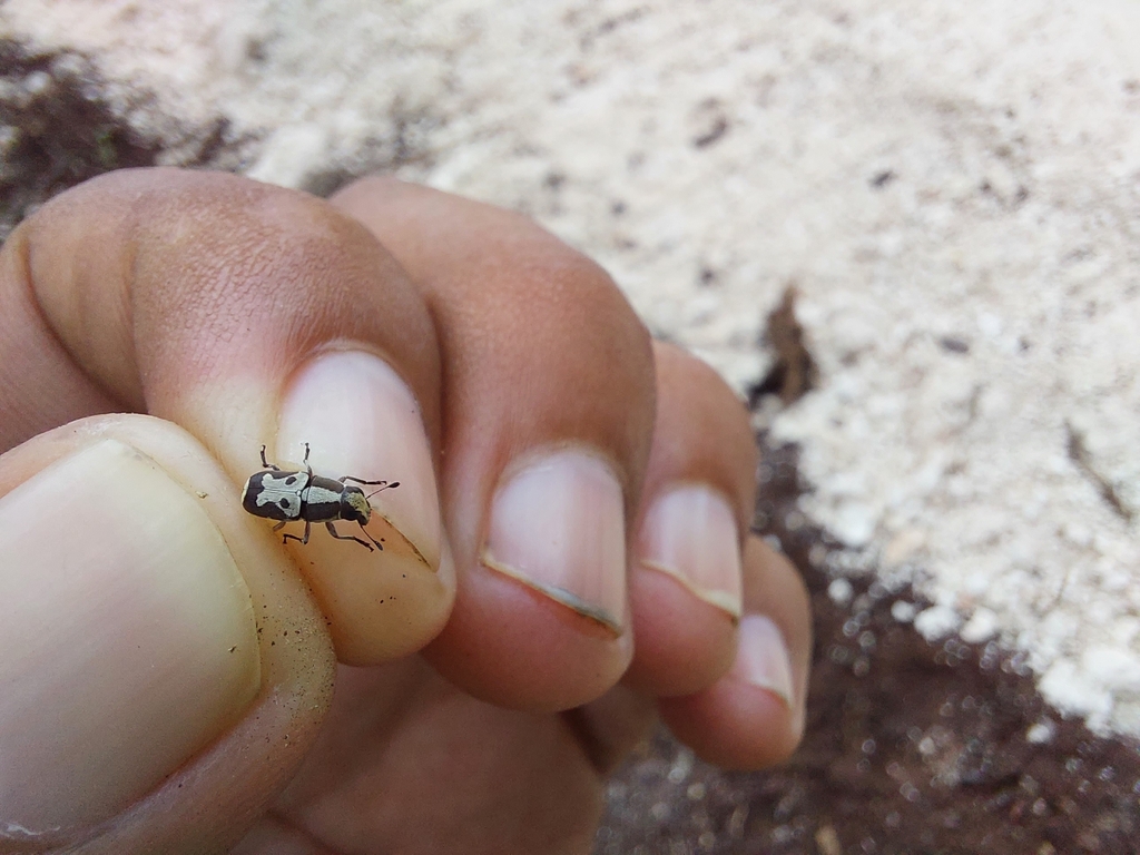 Gymnognathus abundans