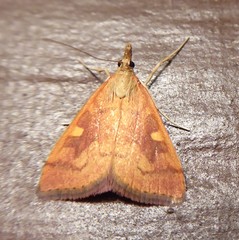Mnesictena flavidalis