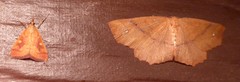 Mnesictena flavidalis