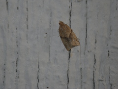 Clepsis peritana