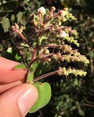 Arctostaphylos insularis