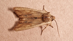 Lithophane semibrunnea