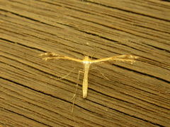 Stangeia xerodes
