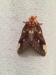 Citheronia beledonon