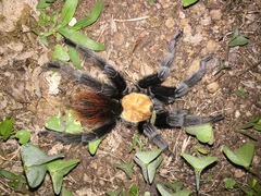 Brachypelma albiceps