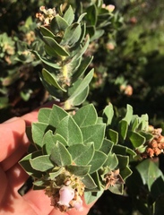 Arctostaphylos viridissima