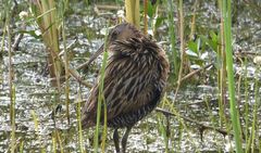 Rallus elegans × crepitans